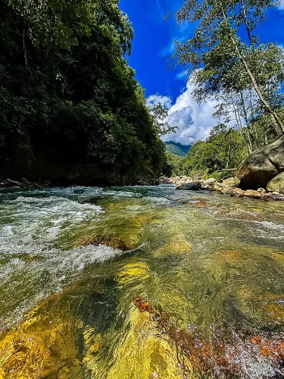 Clear stream in forest near homestay